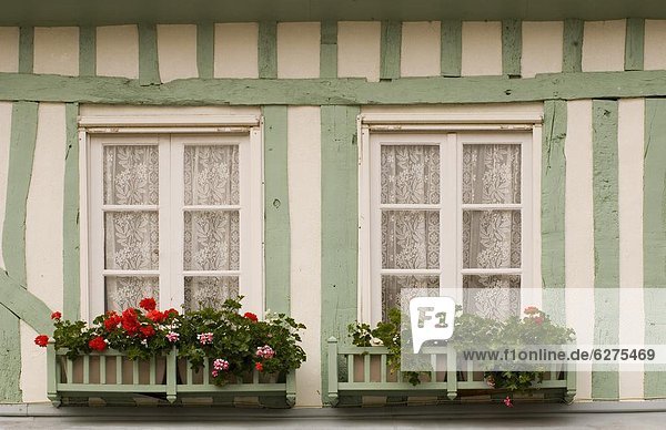 Storchschnäbel Frankreich Europa Blume Gebäude grün weiß bunt Hälfte Normandie
