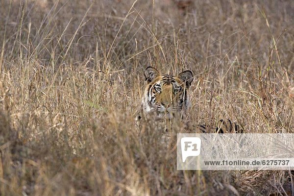 Bengal Tiger  Panthera Tigris Tigris  Bandhavgarh Nationalpark  Madhya Pradesh  Indien  Asien