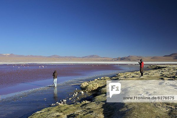 See  Süden  Tier  Anden  Naturschutzgebiet  Bolivien  Speisesalz  Salz  Südamerika