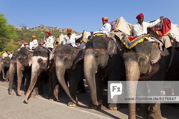 Elephants waiting to carry tourists at Amber Fort near Jaipur  Rajasthan  India  Asia