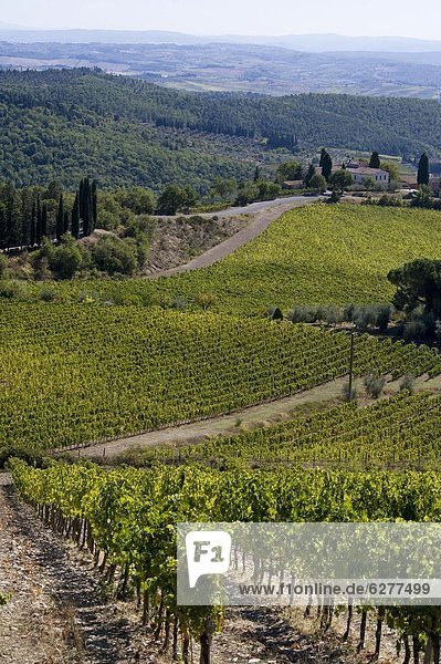 Europa  über  Ansicht  Weinberg  Chianti  Italien  Toskana