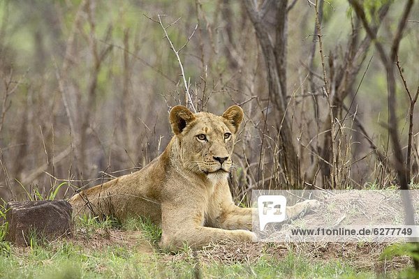 Female lion (Panthera leo) Kruger National Park South Africa Africa