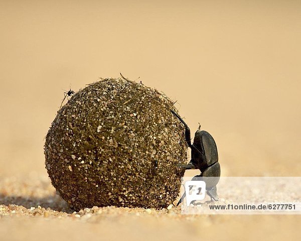 Südliches Afrika  Südafrika  rollen  Ball Spielzeug  Kruger Nationalpark  Afrika  Käfer
