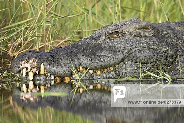 Nilkrokodil (Crocodylus Niloticus)  Kruger National Park  Südafrika  Afrika