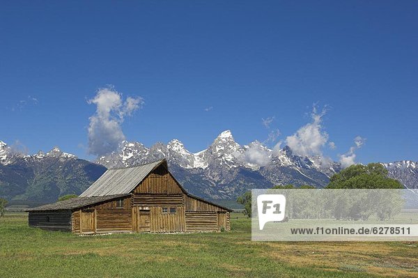 Mormon Row Barn and a bison off Antelope Flats Road  Jackson Hole  Grand Teton National Park  Wyoming  United States of America  North America
