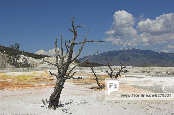 Vereinigte Staaten von Amerika USA Nordamerika UNESCO-Welterbe Yellowstone Nationalpark Wyoming