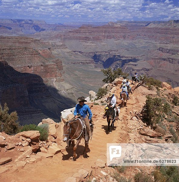 Returning on horseback  Grand Canyon  UNESCO World Heritage Site  Arizona  United States of America  North America