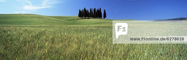 Getreide  Europa  Baum  Himmel  Nutzpflanze  Feld  blau  unterhalb  Italien  Toskana