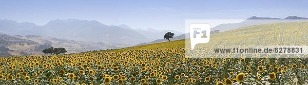 Europa  Sonnenblume  helianthus annuus  Spanien