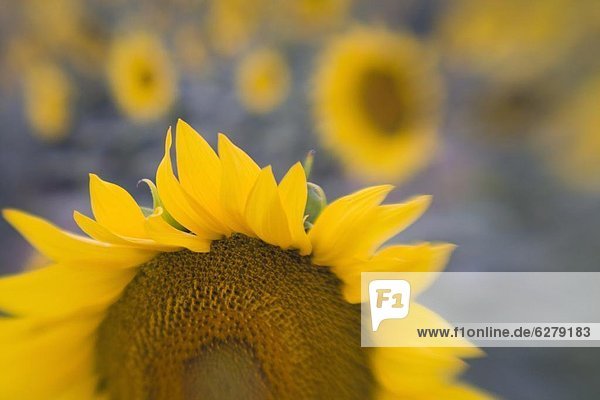 Nahaufnahme der Sonnenblume  Toskana  Italien  Europa