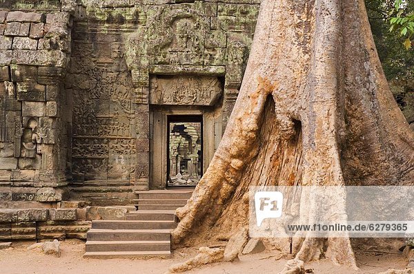 Ta Prohm Tempel  Angkor  UNESCO Weltkulturerbe  Siem Reap  Kambodscha  Indochina  Südostasien  Asien