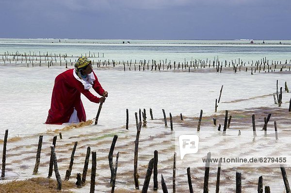 A woman harvesting seaweed at one of the underwater farms  Paje  Zanzibar  Tanzania  East Africa  Africa