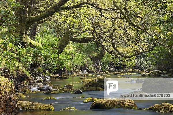 Wasser  Europa  Felsen  Baum  Großbritannien  Tal  verdreht  England  Somerset