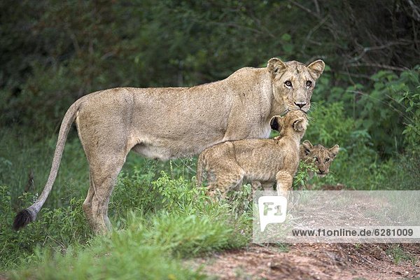 Lioness (Panthera leo) with cubs Kruger National Park South Africa Africa