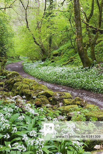 Laubwald  Naturschutzgebiet  Europa  Großbritannien  Wachstum  schwarz  ungestüm  Knoblauch  Cheddarkäse  Schlucht  Lauch  England  Somerset
