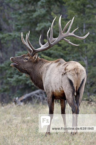 Elch  Alces alces  Bulle  Stier  Stiere  Bullen  antworten  Nordamerika  Flehmen  Jasper Nationalpark  Alberta  Kanada