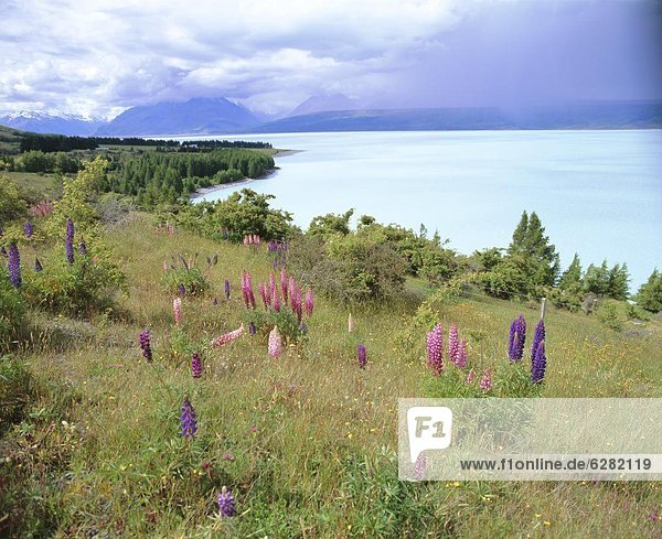 Wild lupins beside Lake Pukaki  looking to Gammack Mountains and Mount Cook  Aoraki  Mount Cook National Park  Southern Alps  Canterbury  South Island  New Zealand