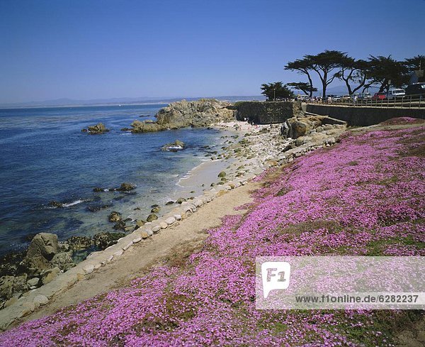 Vereinigte Staaten von Amerika  USA  Nordamerika  Monterey Bay  Kalifornien