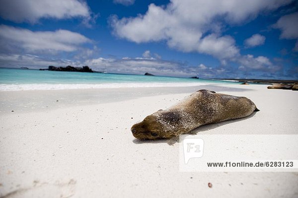 Löwe Panthera leo Strand Meer UNESCO-Welterbe Ecuador Galapagosinseln Südamerika