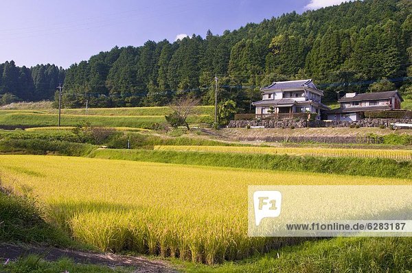 Start ernten Feld Reis Reiskorn Asien Japan Kyushu