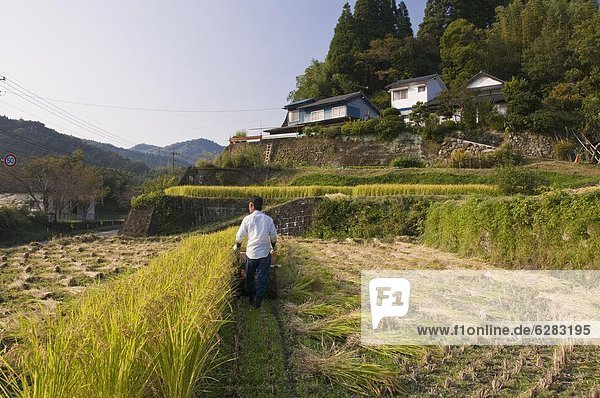 nahe  Mann  klein  ernten  Maschine  Feld  Reis  Reiskorn  Asien  Japan  Kyushu  Oita