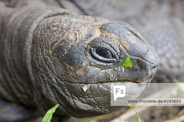 nahe  Garten  Afrika  Seychellen  Gewürz  Landschildkröte  Schildkröte