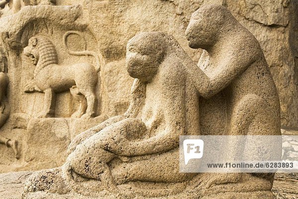 nahe  Stein  Skulptur  Hygiene  Affe  Zeichnung  UNESCO-Welterbe  antik  Asien  Indien  Mamallapuram  Tamil Nadu