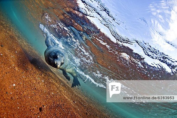 Seelöwe Wasser Insel seicht Galapagosinseln Ecuador Südamerika