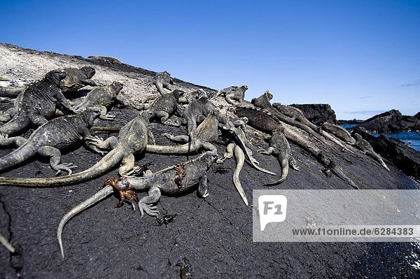 UNESCO-Welterbe  Leguan  Ecuador  Galapagosinseln  Südamerika