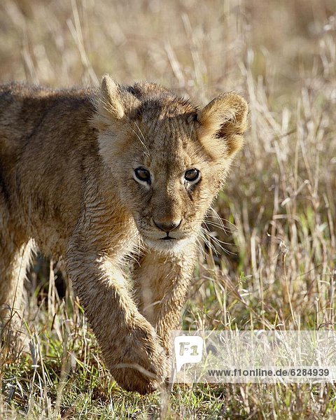 Lion (Panthera leo) cub  Masai Mara National Reserve  Kenya  East Africa  Africa