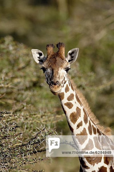 Young Rothschild's giraffe (Giraffa camelopardalis rothschildi)  Lake Nakuru National Park  Kenya  East Africa  Africa