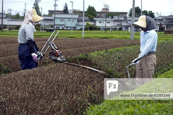 Green tea farmers pruning tea bushes in the Makinohara tea fields of Shizuoka Prefecture  Japan