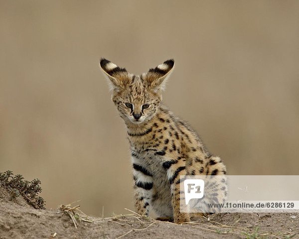 Serval (Felis serval) cub on termite mound showing the back of its ears  Masai Mara National Reserve  Kenya  East Africa  Africa