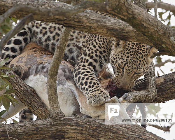 Raubkatze  Leopard  Panthera pardus  Masai Mara National Reserve  Afrika  Gazelle  Kenia