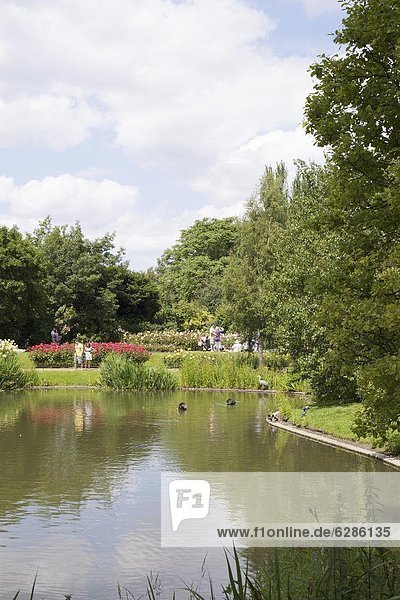 A pond in Queen Marys Gardens  Regents Park  London  England  United Kingdom  Europe