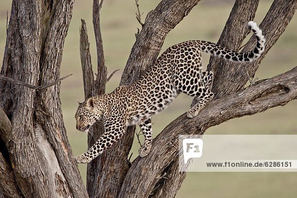 Ostafrika  Raubkatze  Leopard  Panthera pardus  Baum  Masai Mara National Reserve  Afrika  Kenia