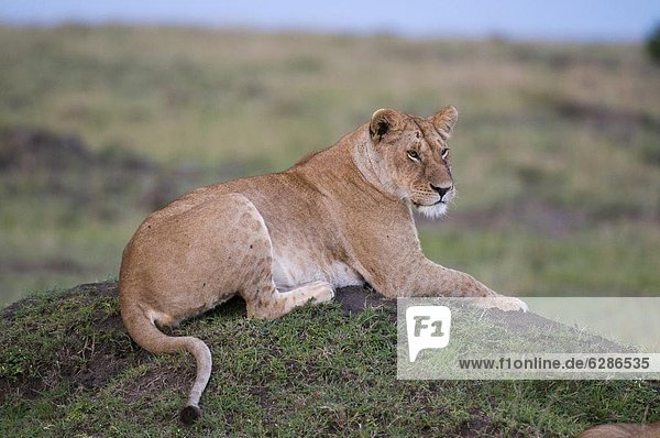 Lioness (Panthera leo) Masai Mara National Reserve Kenya East Africa Africa