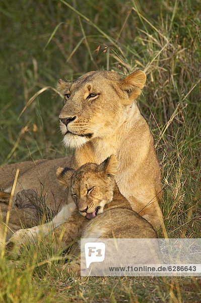 Lioness (Panthera leo) with cub Masai Mara National Reserve Kenya East Africa Africa