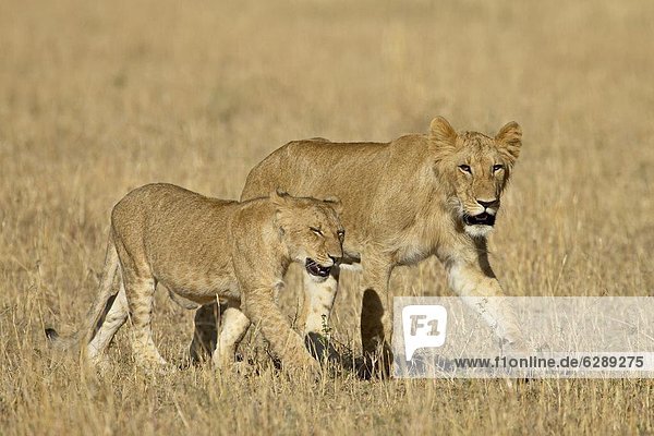 Lion (Panthera leo) cubs  Masai Mara National Reserve  Kenya  East Africa  Africa