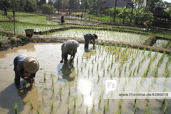 Planting rice  rice fields  Northern Thailand  Thailand  Southeast Asia  Asia
