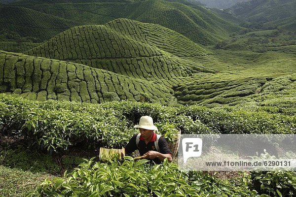 ernten  Plantage  Südostasien  Asien  Malaysia  Tee