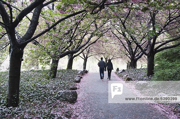 Spring cherry blossom  Brooklyn Botanical Garden  Brooklyn  New York City  New York  United States of America  North America