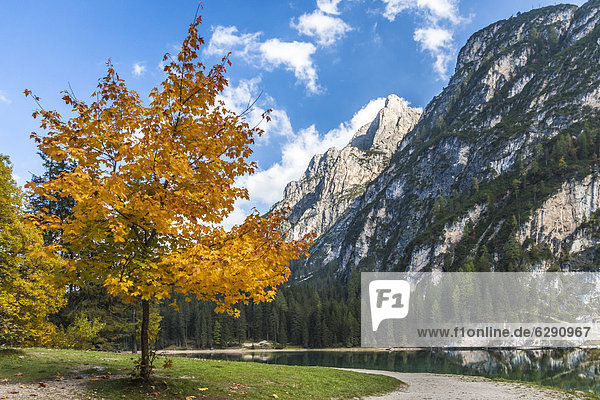Ahornbaum in Herbstfarben am Pragser Wildsee  Lago di Braies  Pragser Tal  Prags  Dolomiten  Südtirol  Alto Adige  Italien  Europa