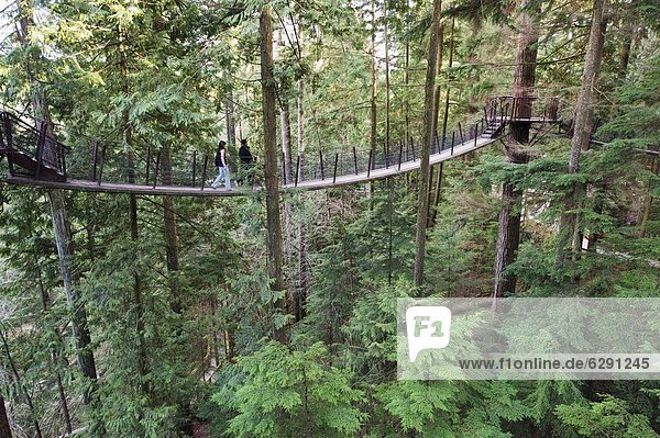Tourists on a treetop walkway in Capilano Suspension Bridge and Park  Vancouver  British Columbia  Canada  North America
