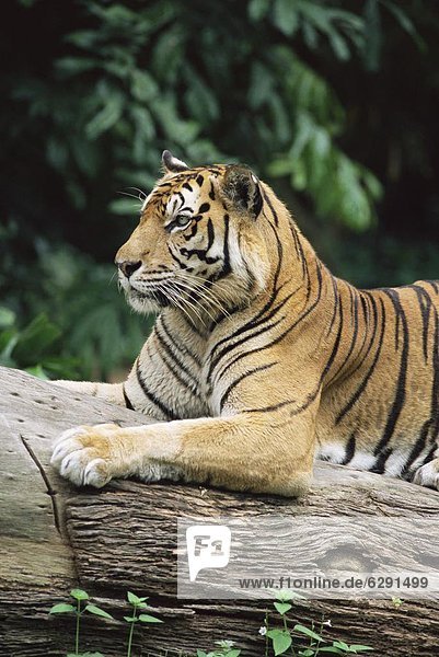 Sumatratiger  Panthera tigris sumatrae  Südostasien  Asien  Singapur