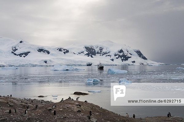 Neko Harbour  Antarktische Halbinsel  Antarktis  Polarregionen