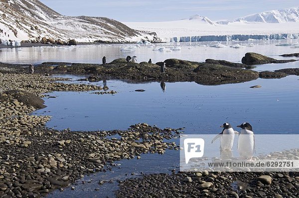 Eselspinguine bei Brown Bluff  Antarktische Halbinsel  Antarktis  Polarregionen