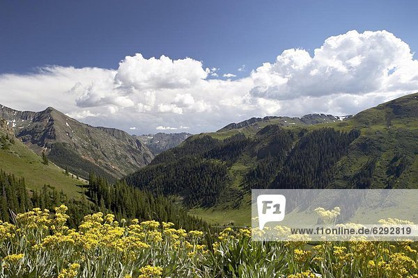Vereinigte Staaten von Amerika  USA  nahe  Berg  Wildblume  Nordamerika  Zimt  Colorado