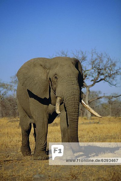 African elephant (Loxodonta africana)  Kruger Park  South Africa