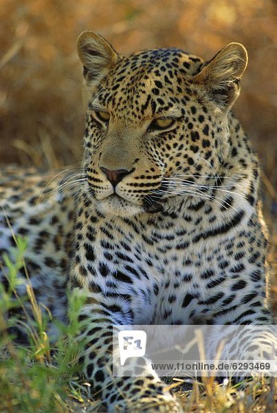 Portrait of a Leopard (Panthera pardus)  Okavango Delta  Botswana